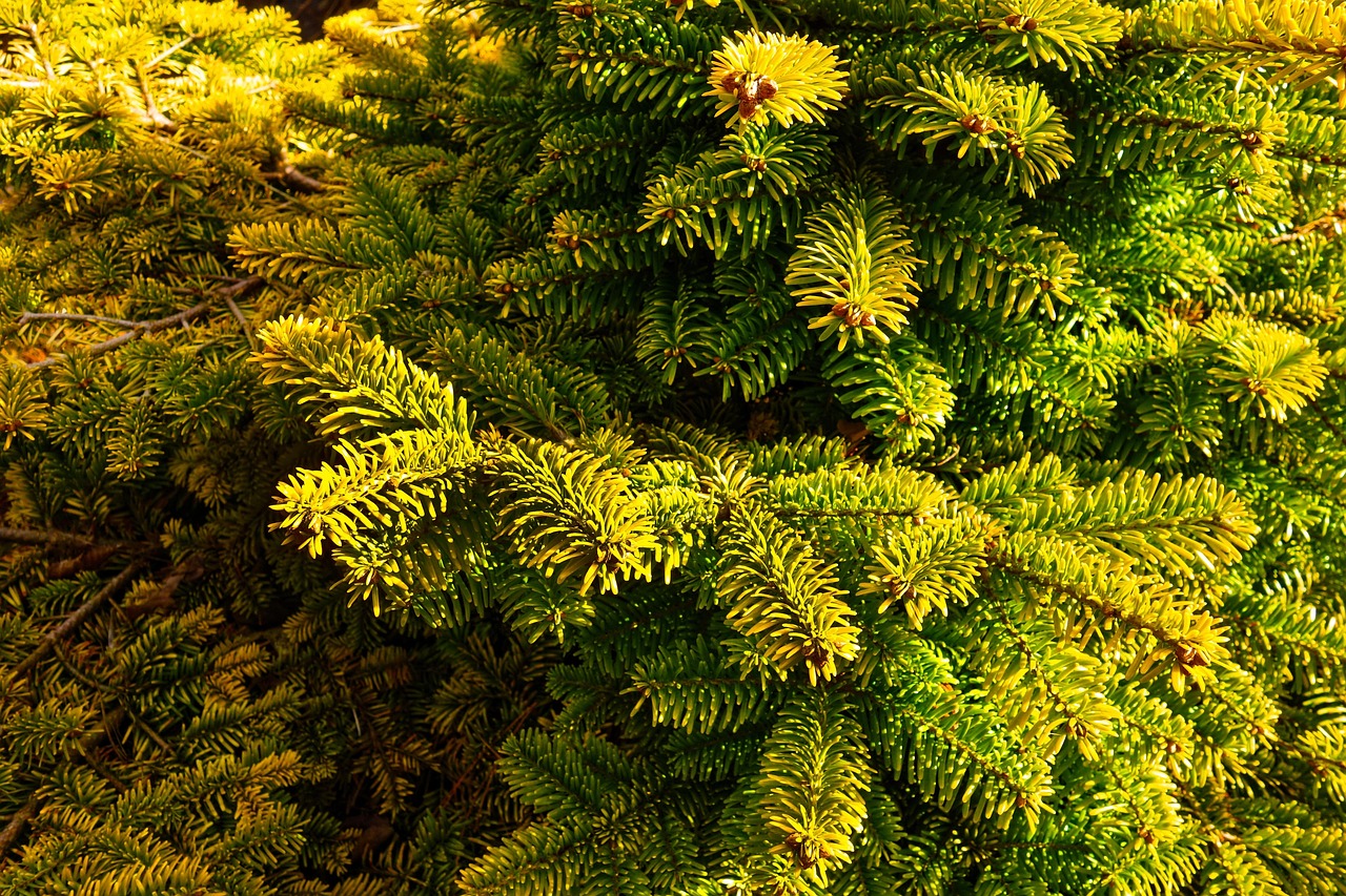 dwarf pine, pine tree, conifer, evergreen, needle, green, pine tree, pine tree, pine tree, pine tree, pine tree, evergreen, evergreen, evergreen