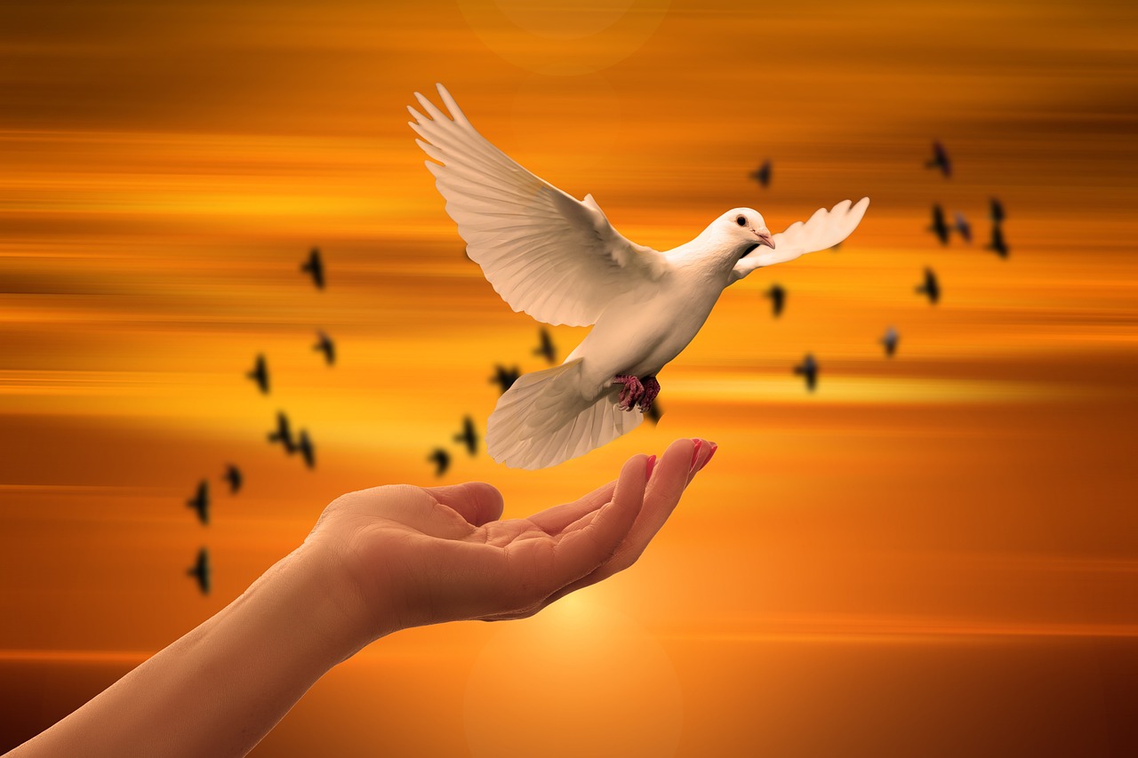 dove, freedom, peace, trust, prayer, soul, spiritual, sunset, faith, nature, concept